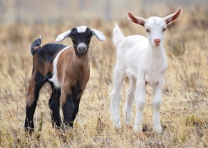 Baby_goats_jan_2007_crop