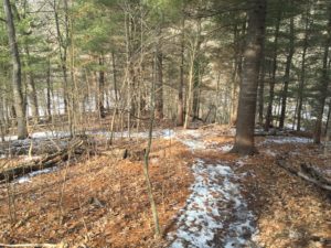 The best part of winter hiking is the distinct lack of insects who want to consume your blood.